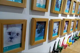 Qing听丨宠物殡葬师：每个主人与宠物间都有感人故事图片