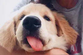 “长得好看”的6种狗，适合女孩子养图片