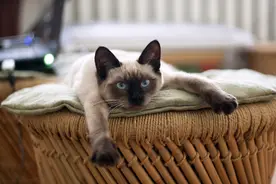 挑食的猫味觉比人类厉害吗？图片