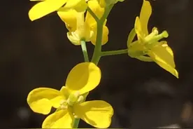 花盆里种的大白菜也能结荚？图片