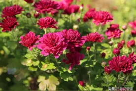 科普：菊花的五类花瓣和30个基本花型图片