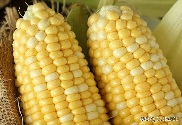 熟吃是粗粮，生吃是水果，比西瓜甜，1斤5元，却被质疑是转基因