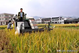 种粮大户每亩租金800元，加上其它投资，成本上千，还能赚钱吗？图片