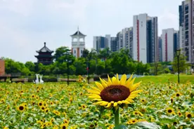 【大美广东】佛山：10000㎡向日葵，惊艳了盛夏！图片