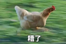 鸡：我要连夜逃离广东！广东人太会吃了图片