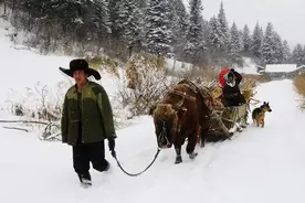 东北风情：冬天打柴火图片