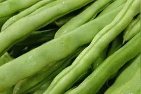 四季豆怎么管理图片