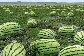 宁夏老汉石头缝里种西瓜，太阳底下暴晒5个月，吃到嘴里甜在心里图片