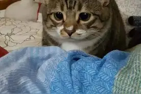 女主人换了个新发型，猫咪见后瞬间惊吓过度，头上的亮点惹人笑疯图片