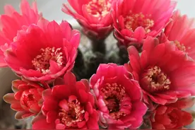 盆栽仙人球不开花？主要是4个原因造成的，改善后花开不断图片