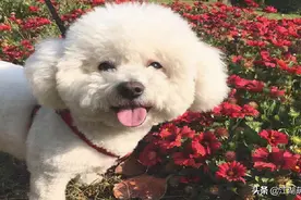 家里养了比熊，每天给它检查这6个地方，对它身体有帮助图片