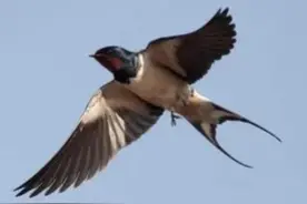 燕子不在我家做窝，是预示家道要中落吗？图片