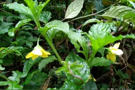 林下种植不能“碰”化肥的灵香草，农户如何做到稳产？窍门在这里图片
