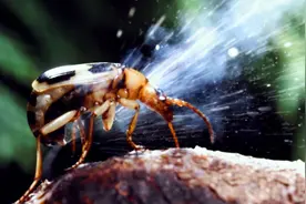 屁温高达100℃，昆虫界的生化武器，为何放屁虫不会把自己烫伤？图片