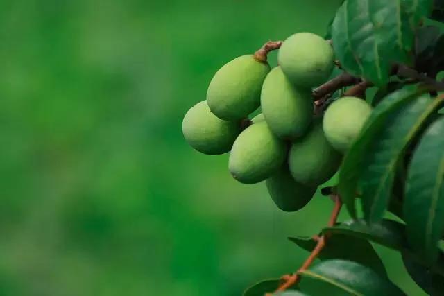 海南的水果上市时间表你知道有什么水果吗？