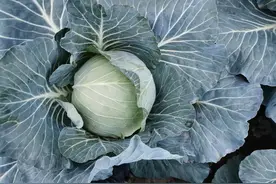 河南科技报防汛抗灾系列科普之十六——河南省特大暴雨后换茬补种露地越冬甘蓝效益高图片