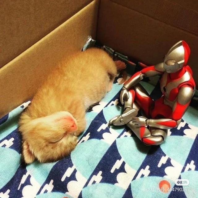 猫咪和奥特曼的故事