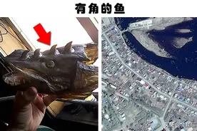 在不同水域，被人类捕获到的8个奇特的水下生物图片