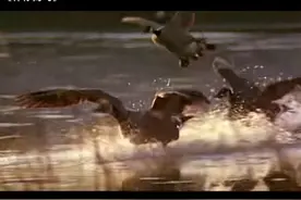 爱的迁徙：一位13岁的小女孩带领雁群飞往栖息地的感人故事图片