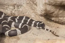 无形之中最为致命！岳阳一小孩被银环蛇咬伤，伤口无感却险酿大祸图片