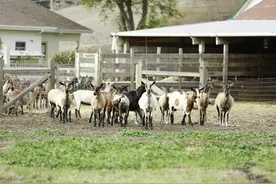 如何申请家庭农场，怎样拿到家庭农场执照，其中四点必须要具备图片