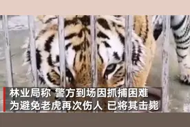 河南南阳两只老虎逃出笼舍咬死饲养员 官方：为避免伤人已全部击毙图片