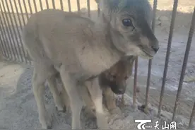 狼和羊只能是天敌？来看小盘羊在“狼窝”的幸福生活图片