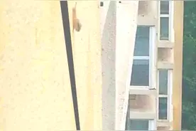 蜗牛为啥一直向上爬到离地百米，周杰伦：等待阳光静静看着它的脸图片