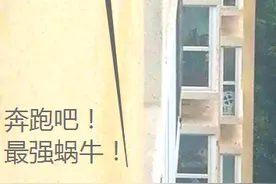 蜗牛为啥一直向上爬到离地百米，周杰伦：等待阳光静静看着它的脸图片