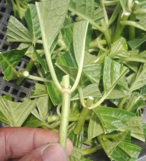 绣球花扦插记住2个原则，半个月就生根，养一盆活一盆