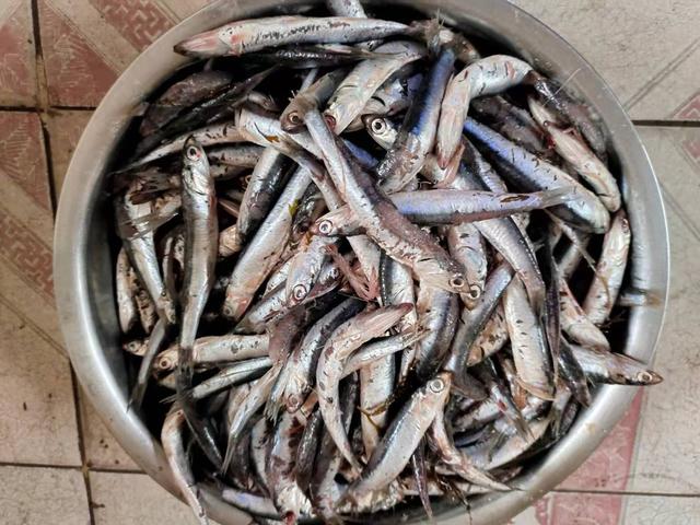 猫能吃带鱼鳞的鱼吗