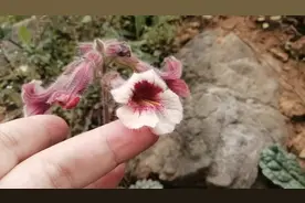 原来这种野花有个学名叫地黄，小时候我总叫它喇叭花，你见过它吗图片