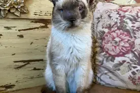 小猫咪脸部畸形遭抛弃，新主人：在我眼中，它最最最可爱图片