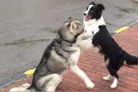 边牧这种“社会狗”，看到就觉得惹不起，但还是很多人养图片