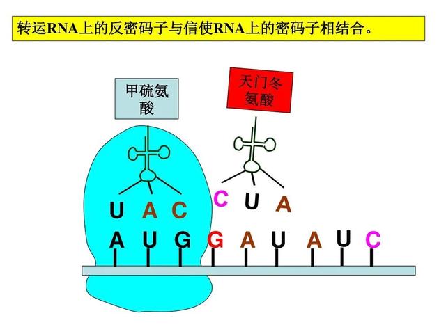 DNA里隐藏了生命所有的秘密，这是怎么实现的？