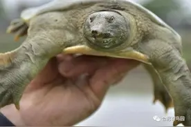 科普日的硬科普（4）合肥湿地的动物～龟鳖篇图片