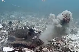 为了拒绝性骚扰，雌章鱼还会丢沙子贝壳反击？也是很凶悍了图片