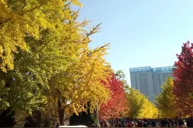 看完红叶看黄叶！沈阳金秋美不胜收的银杏叶，美翻了图片