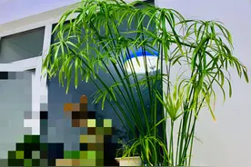 既常见又小众的观叶植物推荐，不是竹子的“水竹”——风车草图片