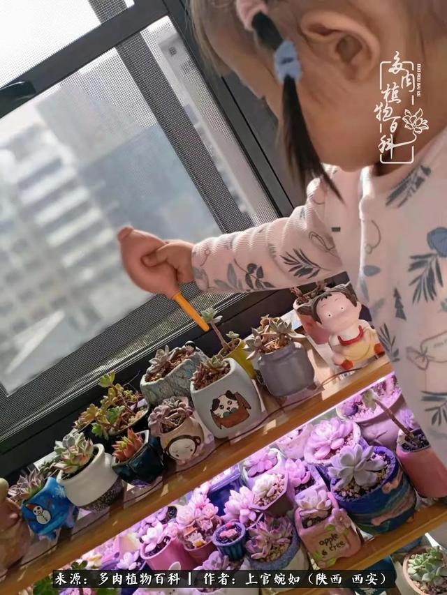 一入肉坑深似海之，我与多肉的不解之缘