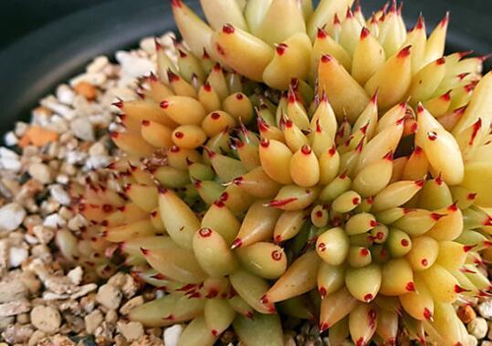 全球10大最昂贵的多肉植物,第一价格高达600万,看看就好