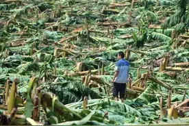 香蕉为什么采摘完就要把树砍了，没文化原来这么可怕，终于明白了图片