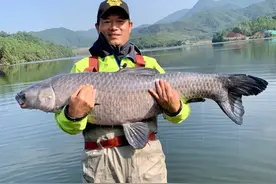 巨型青鱼再度出水，这次却没人放生！“沉青”现象再度引发关注图片