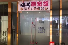 封面底稿｜成都“共享猫咪”风波：店铺关门店主失联？原店主现身：共享是噱头 争议声已干扰我生活图片