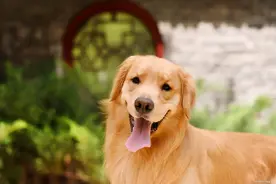 常见中大型犬介绍｜性格｜优缺点｜饲养建议图片