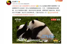 大熊猫便便可以做成纸图片