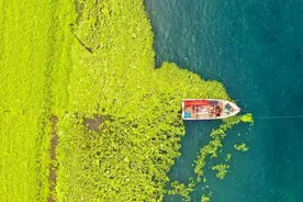 “生态屠夫”突袭青岛，整片海岸全绿了，小心当地海洋生物要遭殃图片