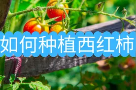 如何种植西红柿？图片