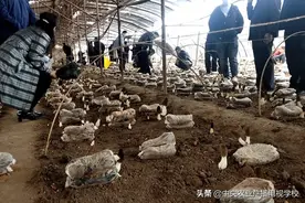 【人物】小小羊肚菌“托起”产业致富梦图片