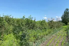 中铁建首进哈尔滨项目施工遇阻 牵出一起涉嫌“征地骗补”案图片